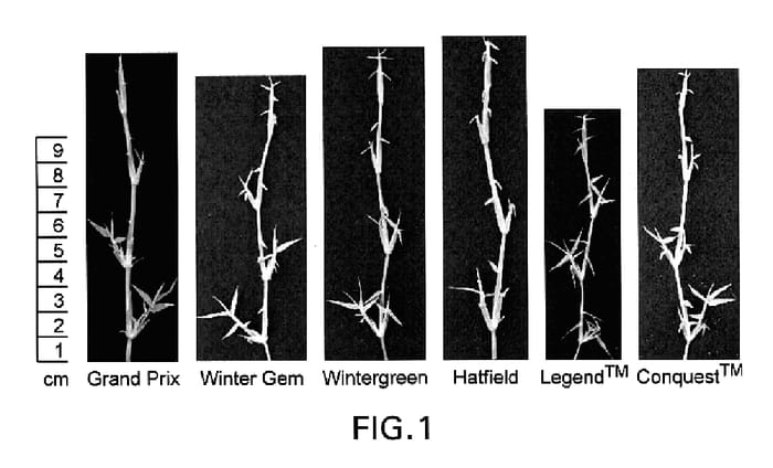 Figure 1 of US plant patent PP20017, the photograph of Grand Prix printed in the patent.