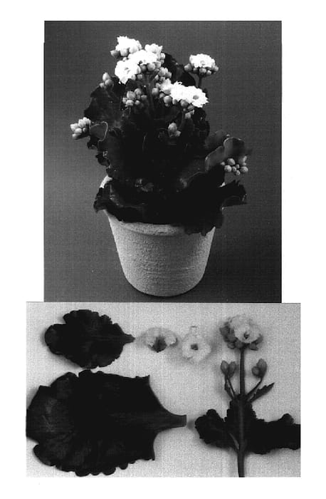 Figure 1 of US plant patent PP20018, the photograph of Evita printed in the patent.