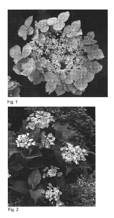 Figure 1 of US plant patent PP20019, the photograph of Lynn printed in the patent.