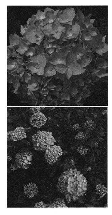 Figure 1 of US plant patent PP20020, the photograph of Robert printed in the patent.