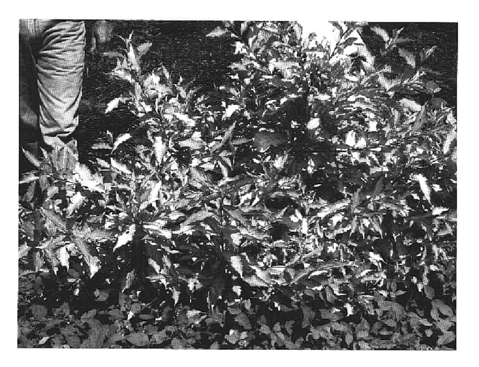 Figure 1 of US plant patent PP20021, the photograph of Beth printed in the patent.