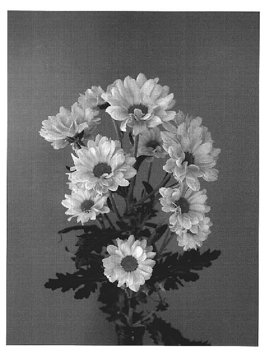 Figure 1 of US plant patent PP20022, the photograph of Dekallpure printed in the patent.