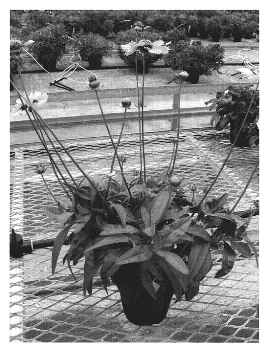 Figure 1 of US plant patent PP20023, the photograph of Core Yel printed in the patent.