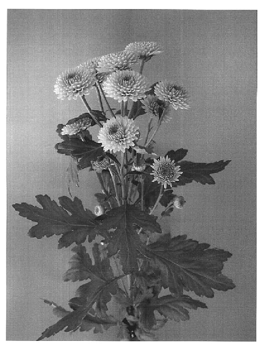 Figure 1 of US plant patent PP20024, the photograph of Dekfabrice printed in the patent.