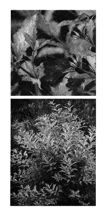 Figure 1 of US plant patent PP20025, the photograph of Carlton printed in the patent.