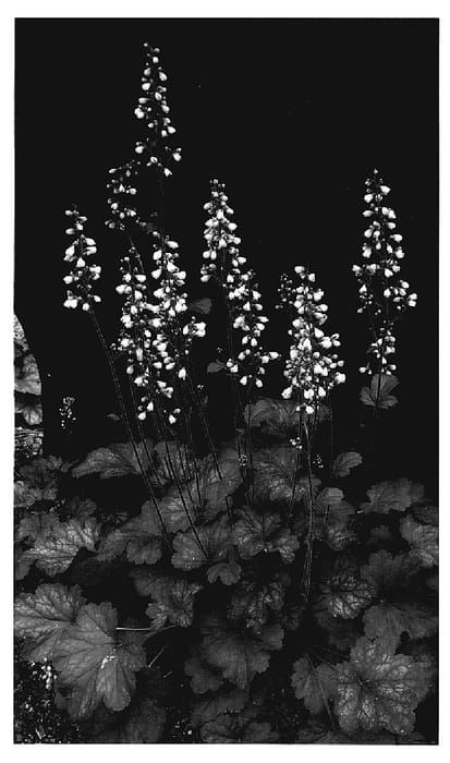 Figure 1 of US plant patent PP20026, the photograph of Caroline printed in the patent.