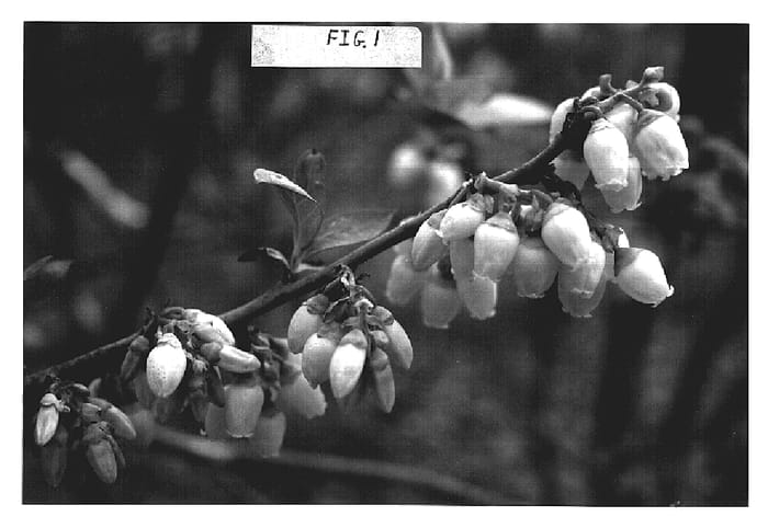Figure 1 of US plant patent PP20027, the photograph of Sweetcrisp printed in the patent.