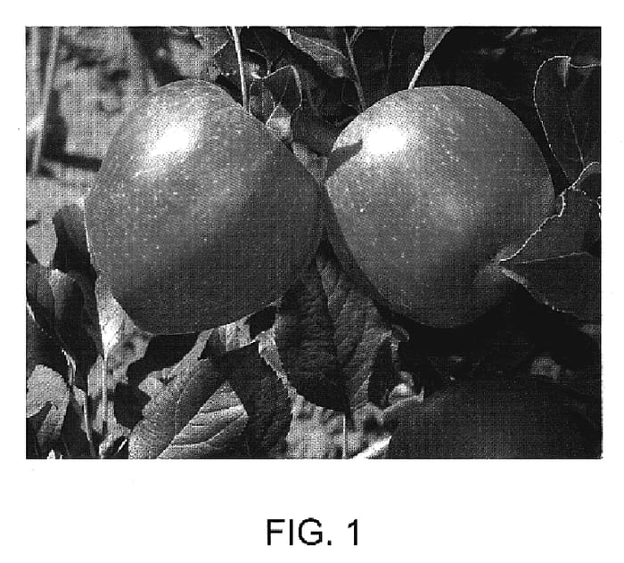 Figure 1 of US plant patent PP20028, the photograph of RS103-130 printed in the patent.