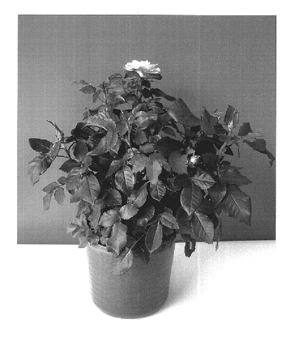 Figure 1 of US plant patent PP20029, the photograph of Evera195 printed in the patent.