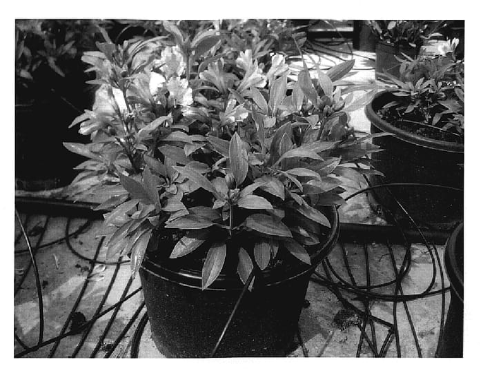 Figure 1 of US plant patent PP20030, the photograph of Konesert printed in the patent.