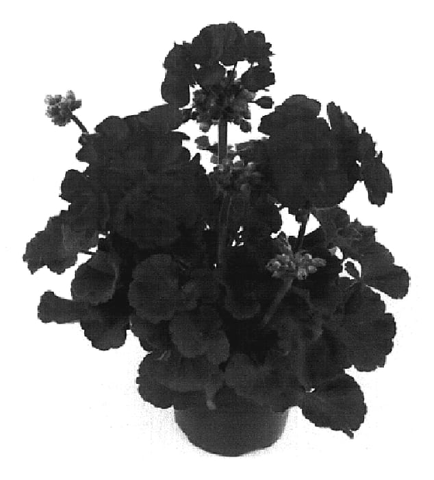 Figure 1 of US plant patent PP20031, the photograph of Fisum Dark Red printed in the patent.