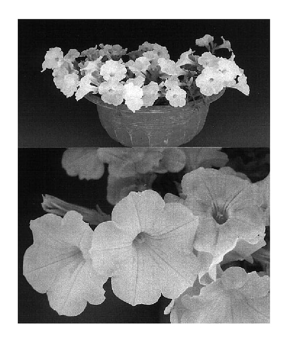 Figure 1 of US plant patent PP20032, the photograph of Sunsurfpinkai printed in the patent.