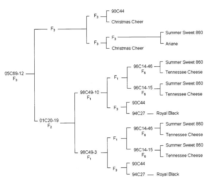 Figure 1 of US plant patent PP20033, the photograph of 05C69-12 printed in the patent.