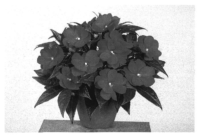 Figure 1 of US plant patent PP20034, the photograph of Fisnics Orga printed in the patent.