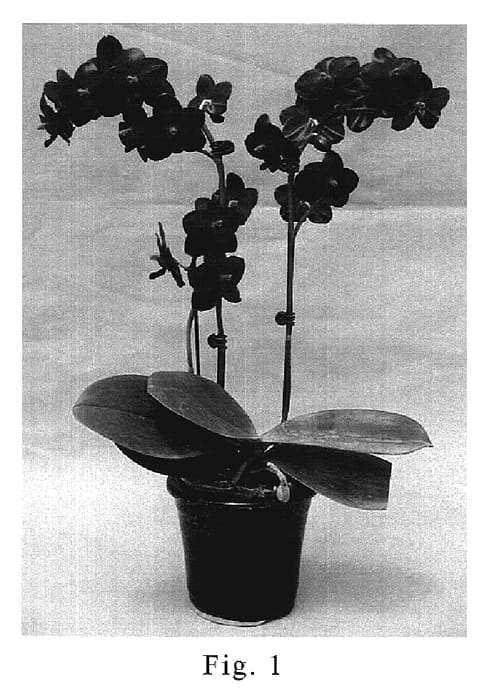 Figure 1 of US plant patent PP20035, the photograph of SOGO F1661 printed in the patent.