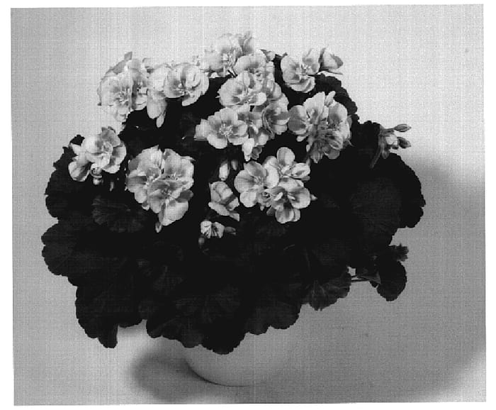 Figure 1 of US plant patent PP20036, the photograph of KLEPZ07197 printed in the patent.