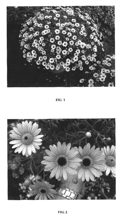 Figure 1 of US plant patent PP20037, the photograph of Sas Pinka printed in the patent.