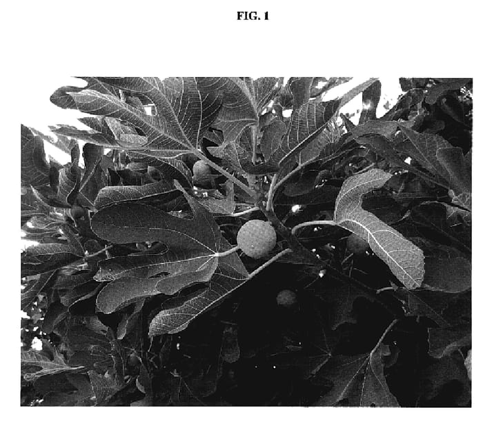 Figure 1 of US plant patent PP20038, the photograph of Sequoia printed in the patent.