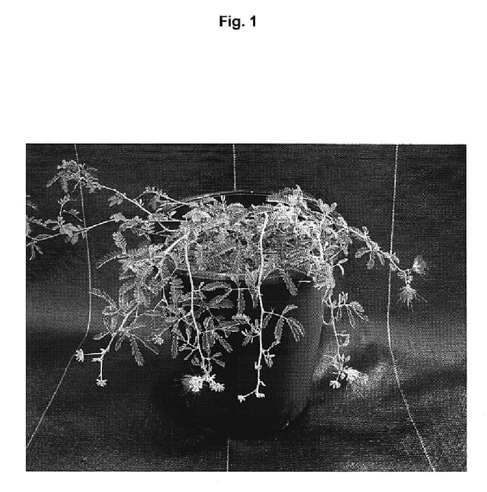 Figure 1 of US plant patent PP20039, the photograph of Cascada Desiertica printed in the patent.