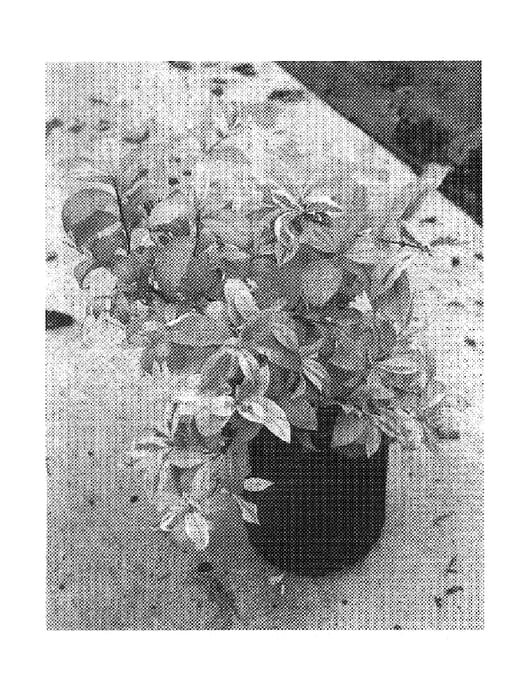 Figure 1 of US plant patent PP20040, the photograph of DV Putten printed in the patent.