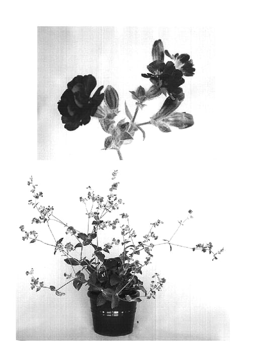Figure 1 of US plant patent PP20041, the photograph of Firefly printed in the patent.