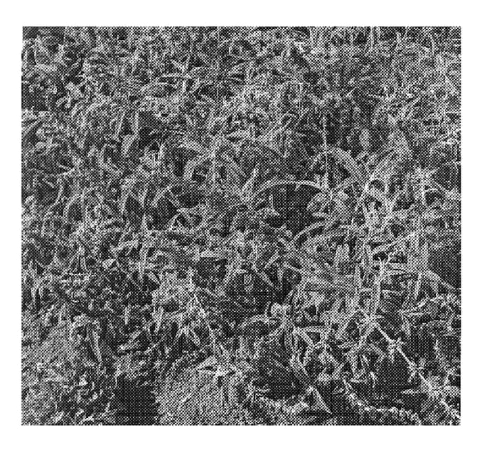 Figure 1 of US plant patent PP20042, the photograph of SAL CIS 07 printed in the patent.
