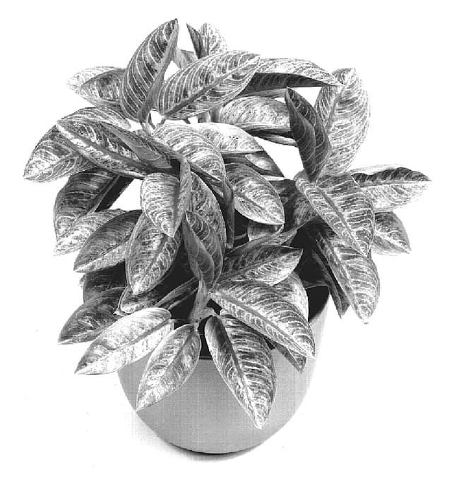 Figure 1 of US plant patent PP20043, the photograph of TWYAG0054 printed in the patent.
