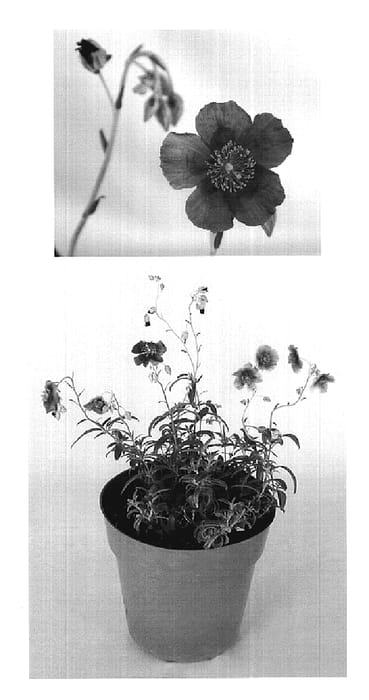 Figure 1 of US plant patent PP20044, the photograph of Hartswood printed in the patent.