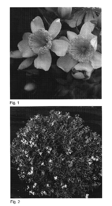 Figure 1 of US plant patent PP20045, the photograph of Deppe printed in the patent.