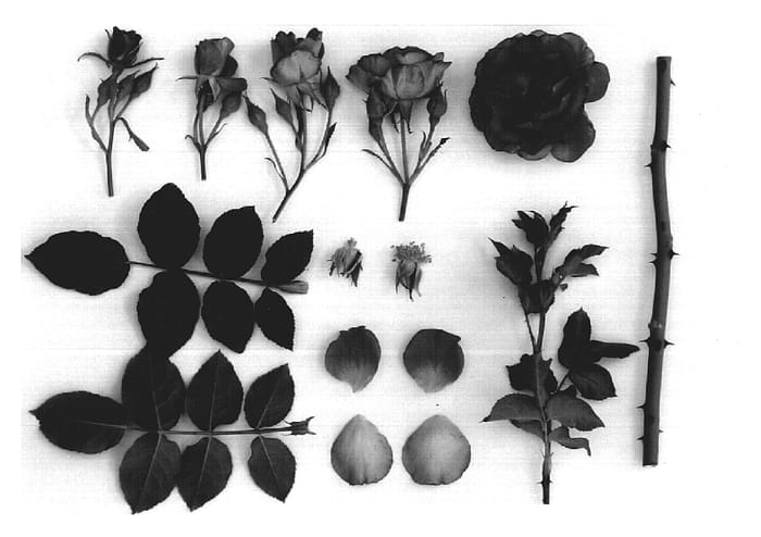 Figure 1 of US plant patent PP20046, the photograph of JACpluco printed in the patent.