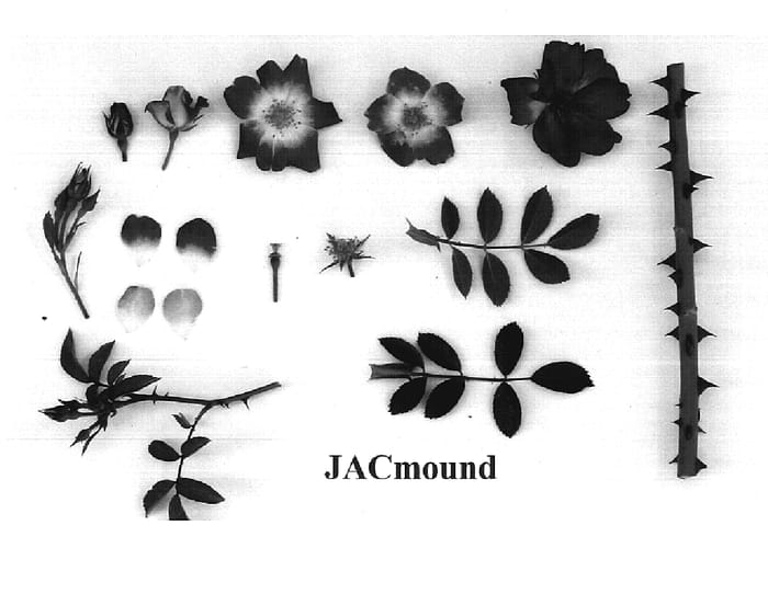 Figure 1 of US plant patent PP20047, the photograph of JACmound printed in the patent.