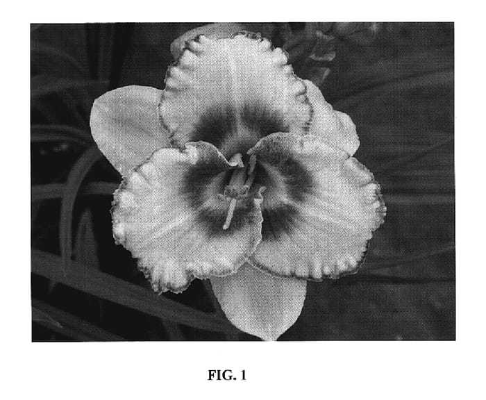 Figure 1 of US plant patent PP20048, the photograph of Mean Mister Mustard printed in the patent.