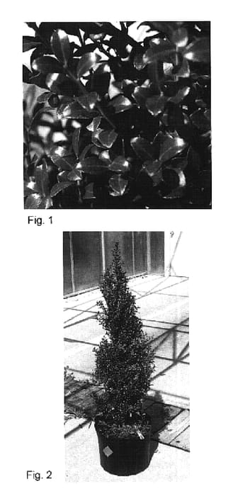 Figure 1 of US plant patent PP20049, the photograph of Farrowone printed in the patent.