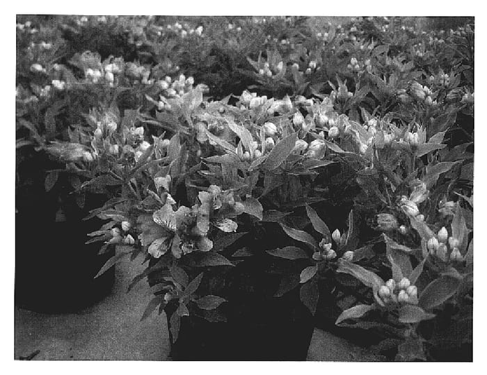 Figure 1 of US plant patent PP20050, the photograph of Konpride printed in the patent.