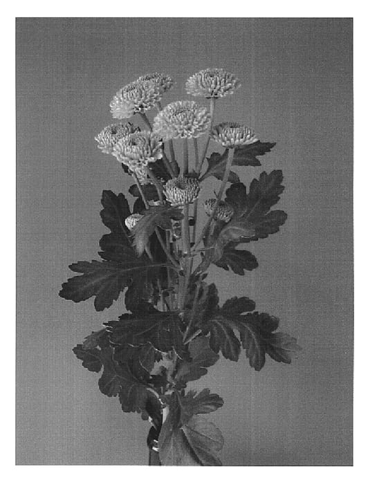 Figure 1 of US plant patent PP20052, the photograph of Dekkicker printed in the patent.