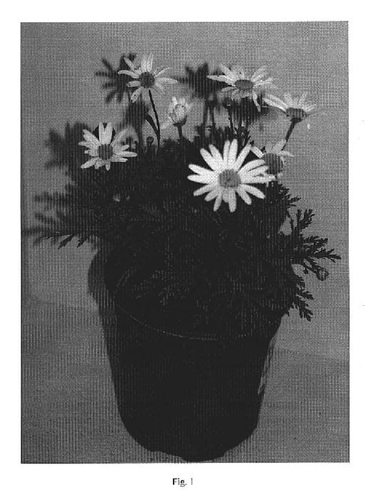 Figure 1 of US plant patent PP20053, the photograph of Arctic Butterfly printed in the patent.