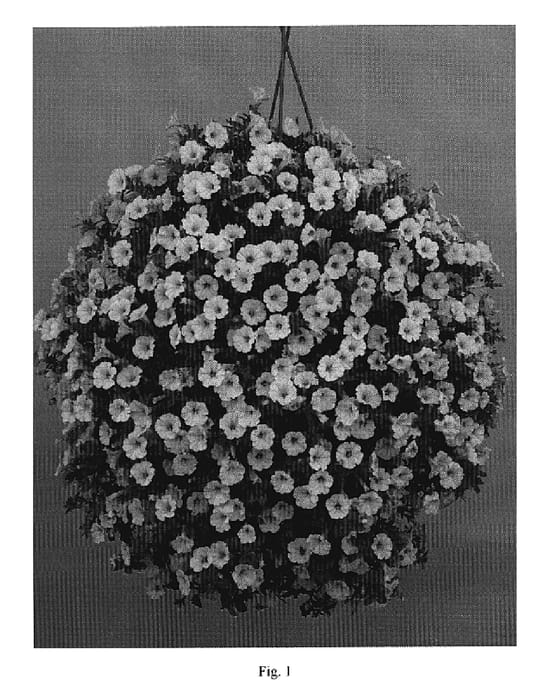 Figure 1 of US plant patent PP20054, the photograph of DANLITTUN3 printed in the patent.