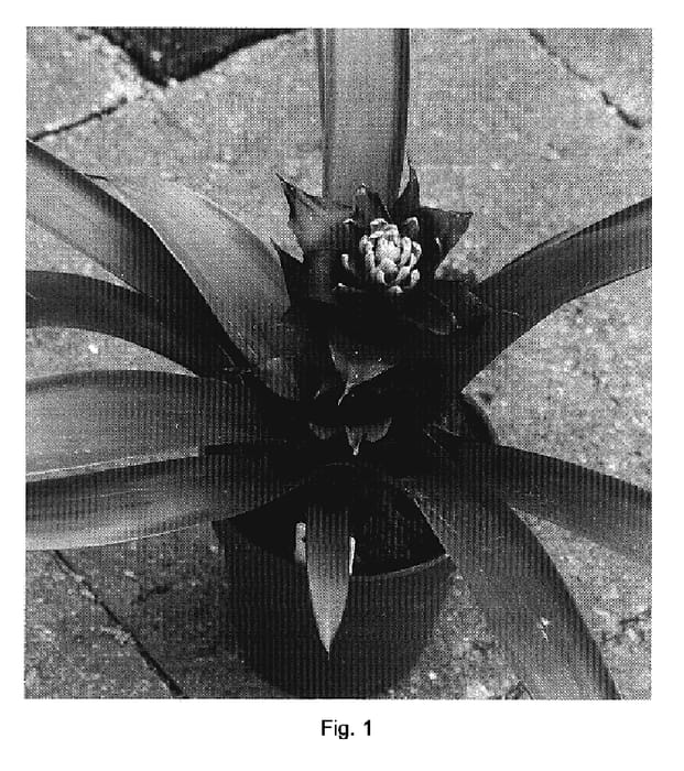 Figure 1 of US plant patent PP20055, the photograph of Durapu printed in the patent.