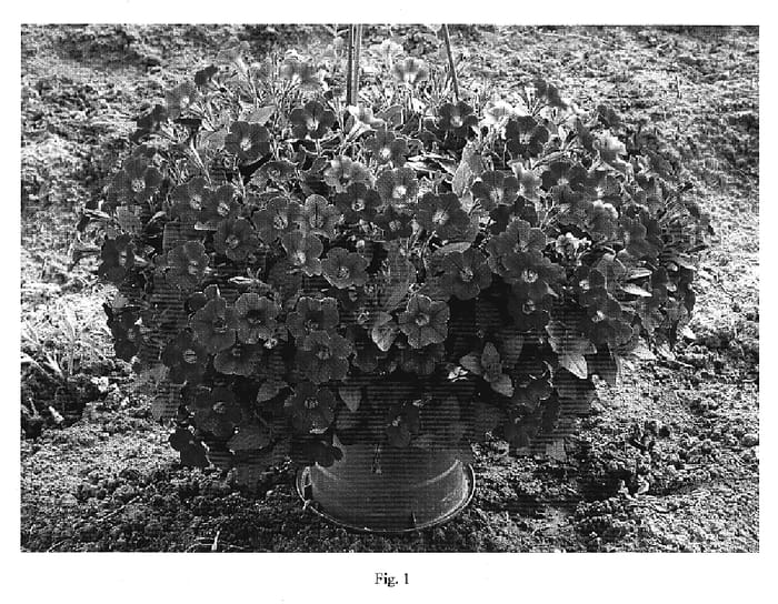 Figure 1 of US plant patent PP20056, the photograph of DANLITTUN5 printed in the patent.