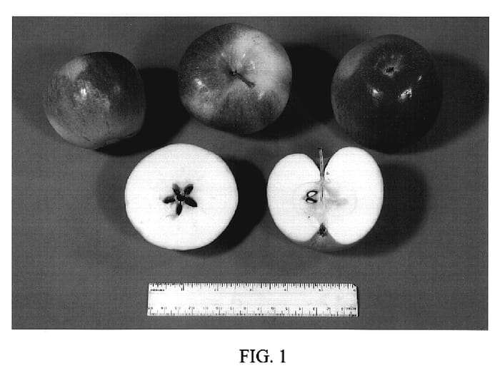 Figure 1 of US plant patent PP20057, the photograph of Beller printed in the patent.