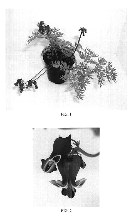 Figure 1 of US plant patent PP20058, the photograph of Rekka printed in the patent.