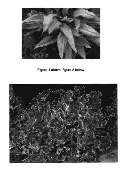 Figure 1 of US plant patent PP20059, the photograph of Silver Bouquet printed in the patent.