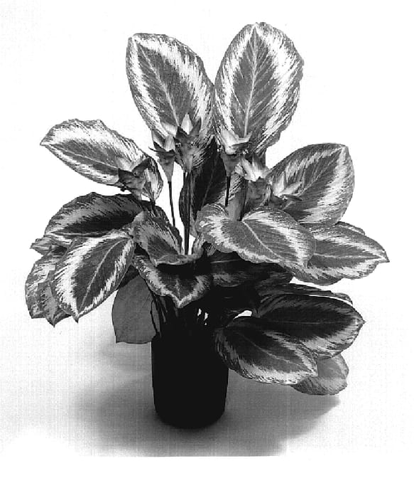 Figure 1 of US plant patent PP20060, the photograph of TWYCA0019 2 printed in the patent.