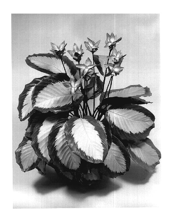 Figure 1 of US plant patent PP20061, the photograph of TWYCA0026 printed in the patent.
