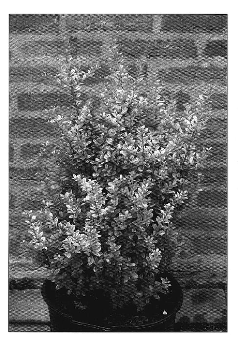 Figure 1 of US plant patent PP20062, the photograph of Golden Rock printed in the patent.