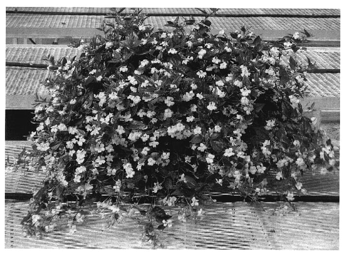 Figure 1 of US plant patent PP20063, the photograph of Fres Yel printed in the patent.
