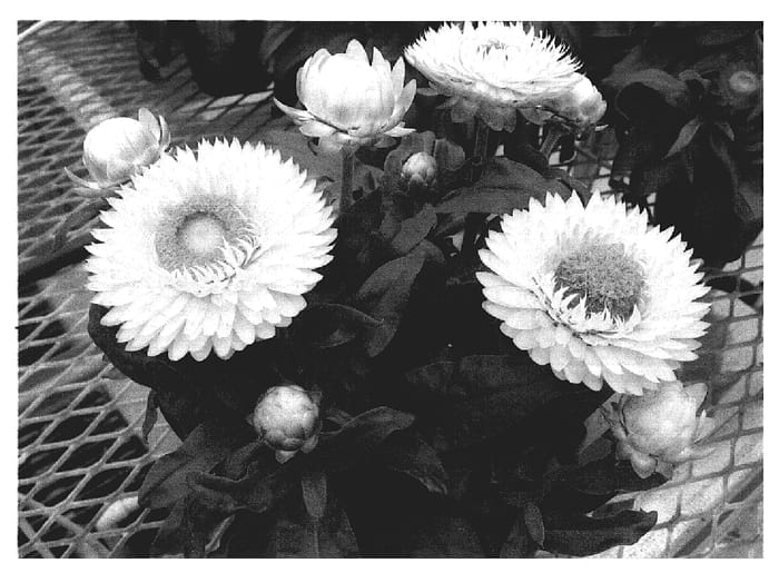 Figure 1 of US plant patent PP20064, the photograph of Stabur Yel printed in the patent.