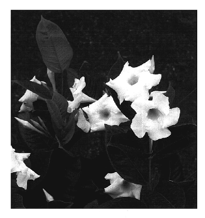 Figure 1 of US plant patent PP20065, the photograph of GEM06-1 printed in the patent.