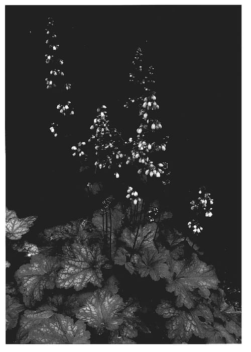 Figure 1 of US plant patent PP20066, the photograph of Raspberry Chiffon printed in the patent.