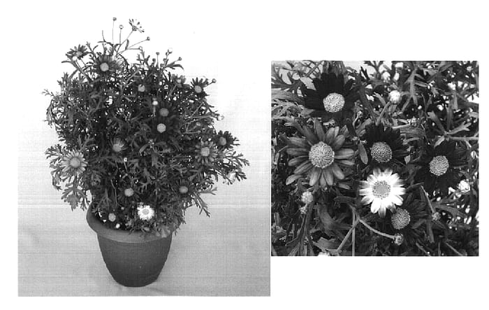 Figure 1 of US plant patent PP20067, the photograph of SY TAG 5006 printed in the patent.